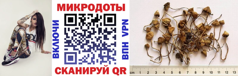 Галлюциногенные грибы Cubensis Сухиничи